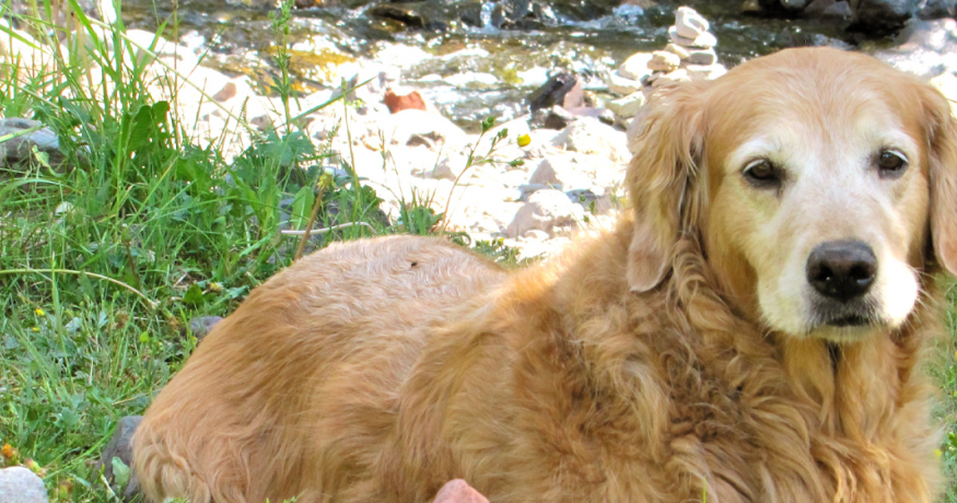 Golden Retriever