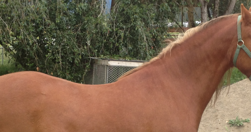 Horse