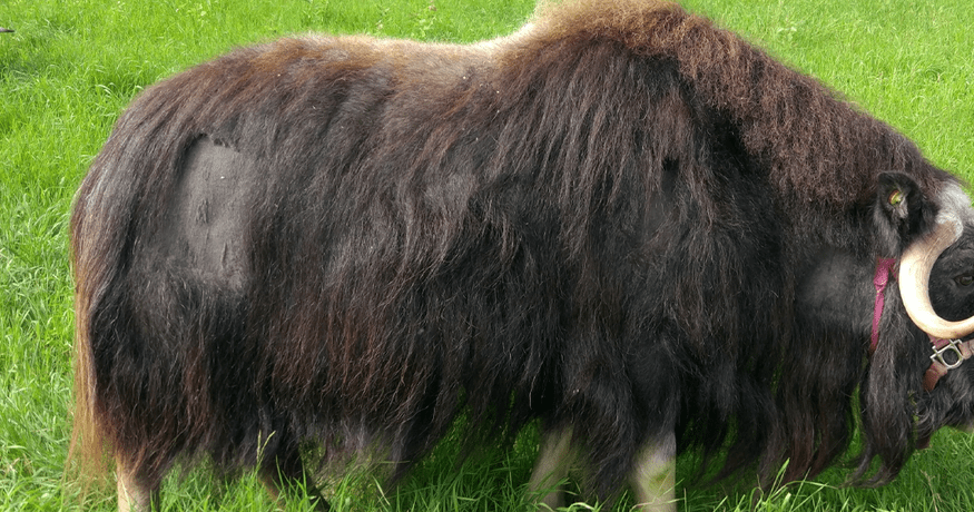 Musk Ox