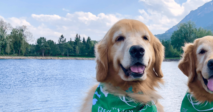 Golden Retrievers