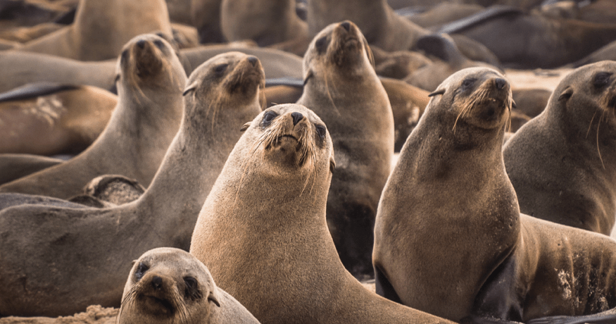 Fur Seals