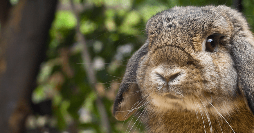 Baby Rabbit