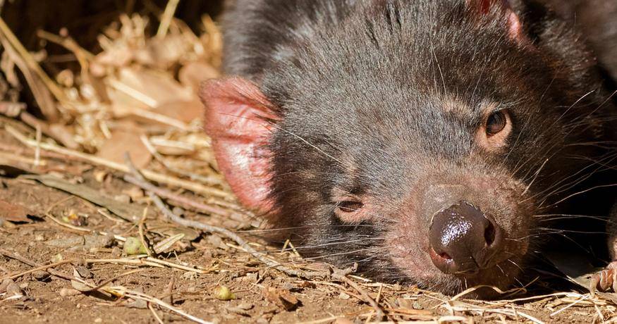 Tasmanian Devil