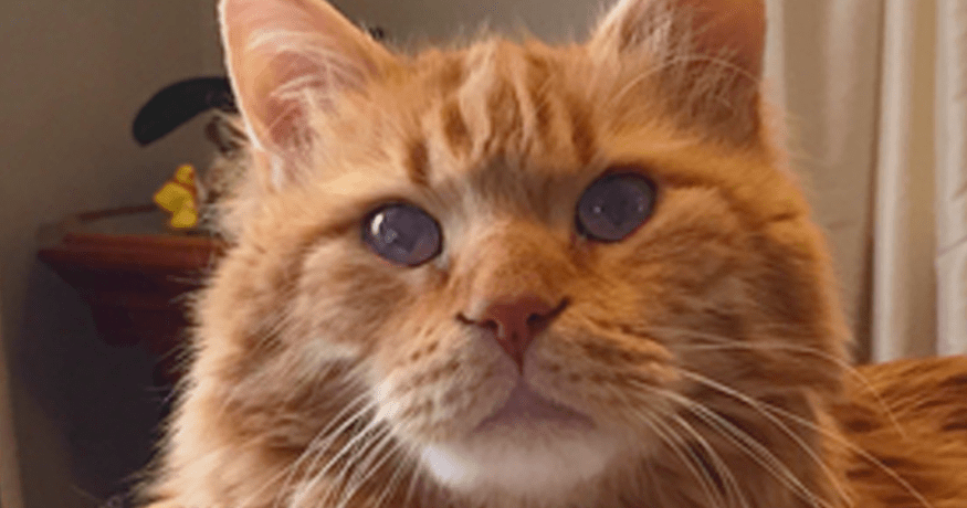 Crookshanks