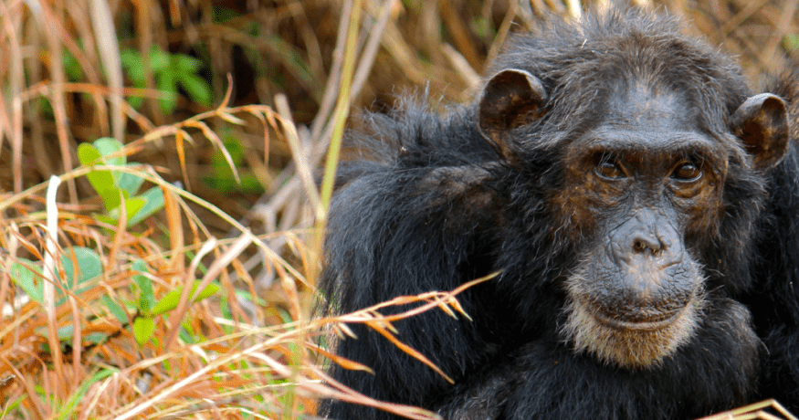 Chimp