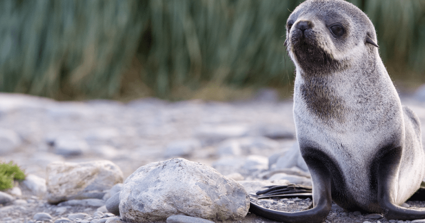 Fur Seal Pup