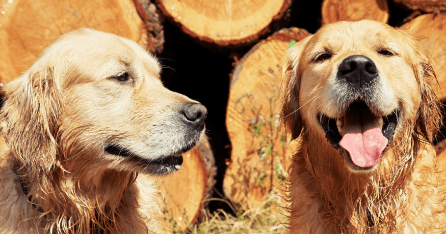 Golden Retrievers