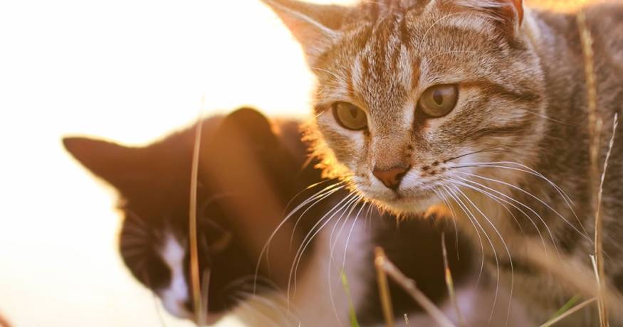 Cats