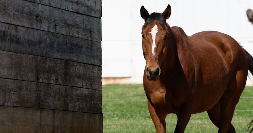 Horse
