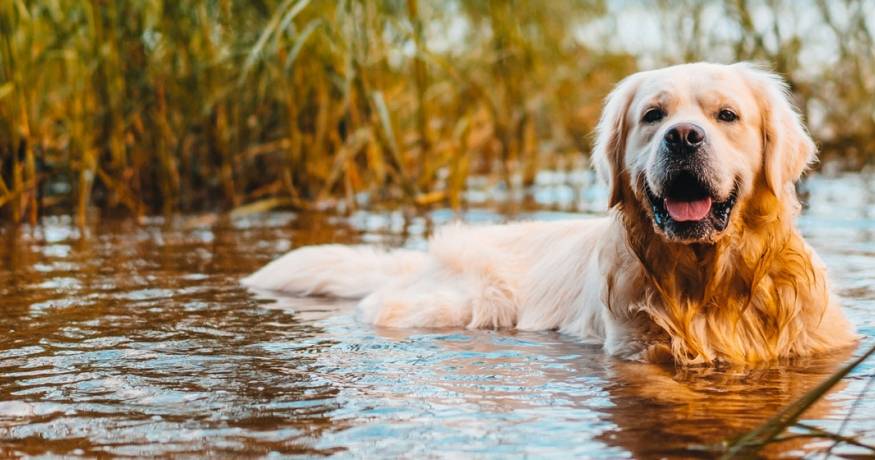 Golden Retriever