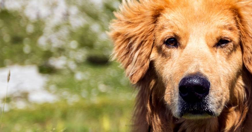 Golden Retriever