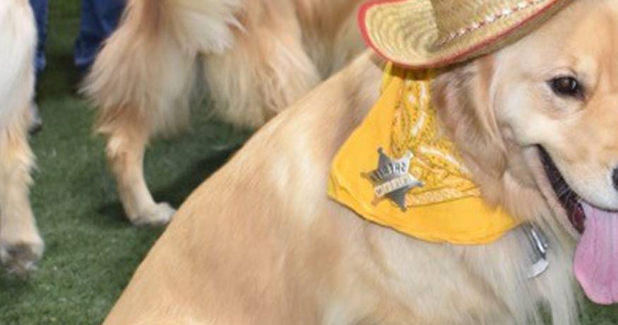 Golden Retriever