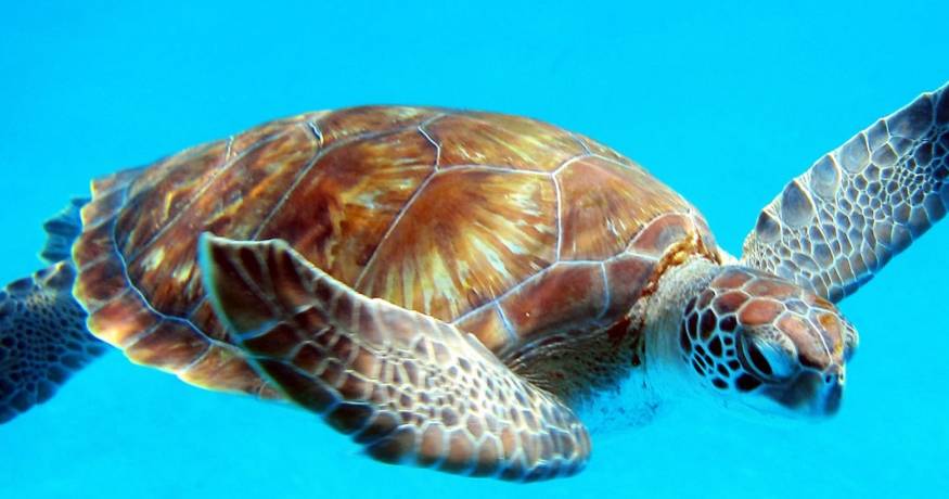 Turtle