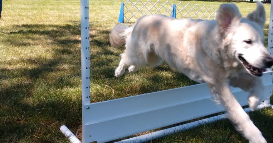 Golden Retriever