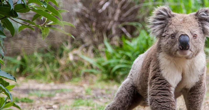 Koala