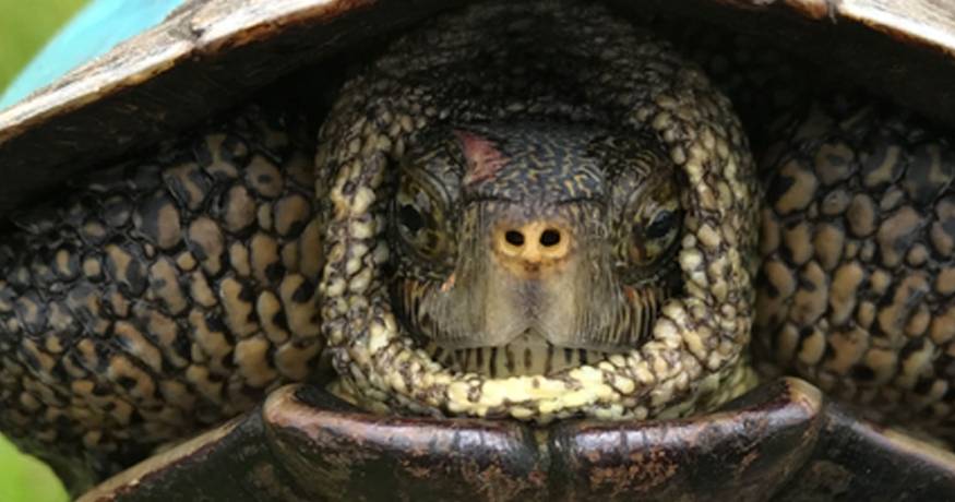 Turtle