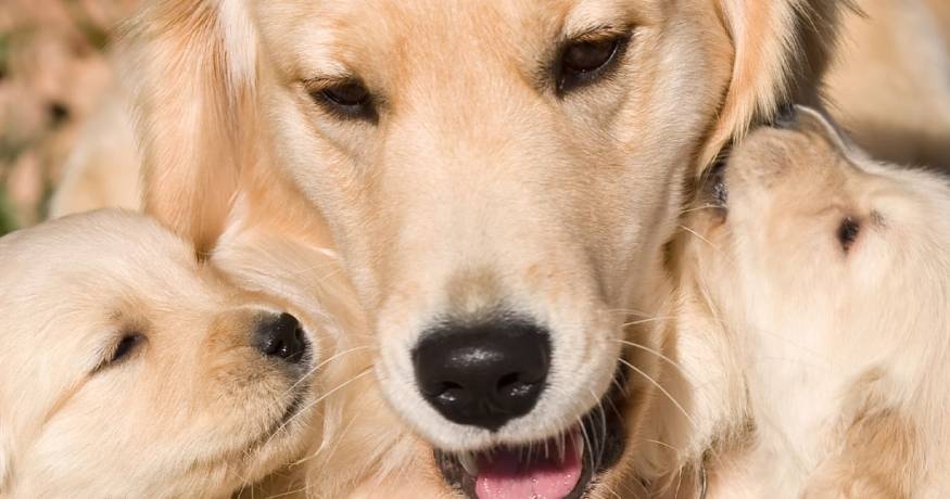 Golden Retrievers