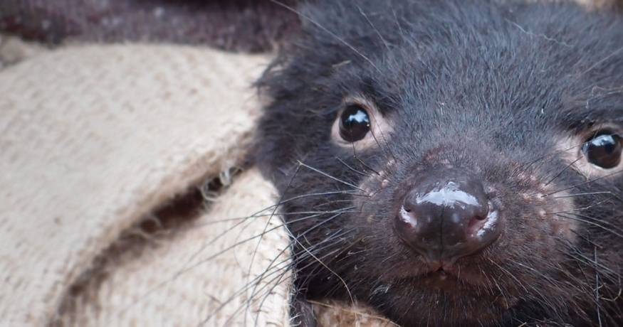 Tasmanian devil