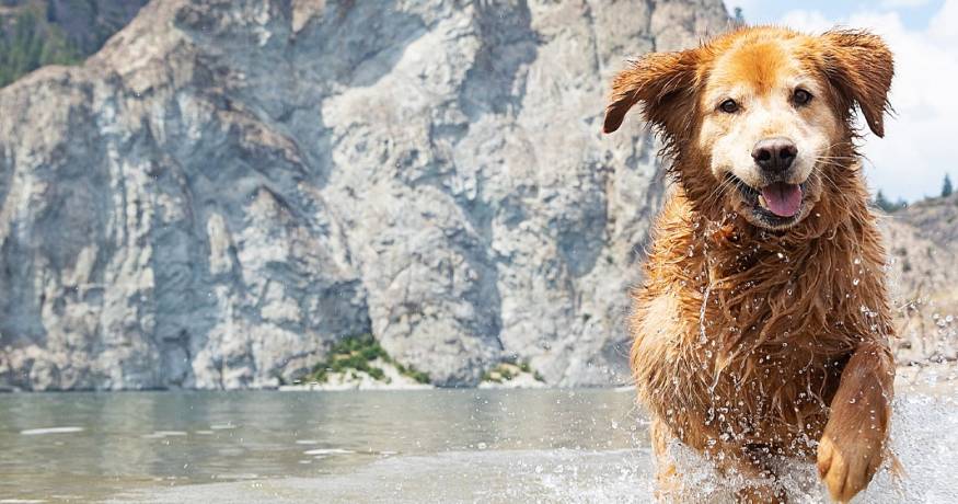 Golden Retriever
