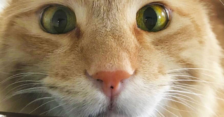 cat