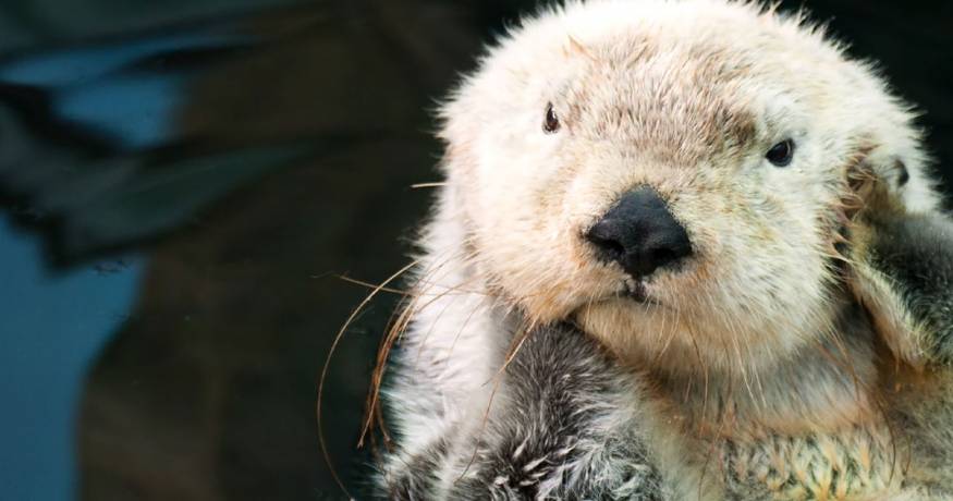 Otter