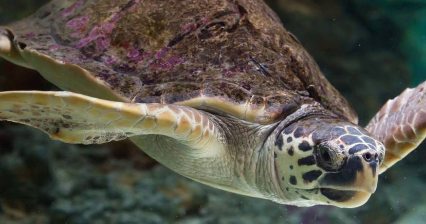 Sea Turtle