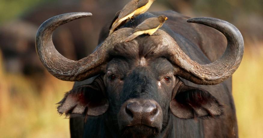 Water Buffalo