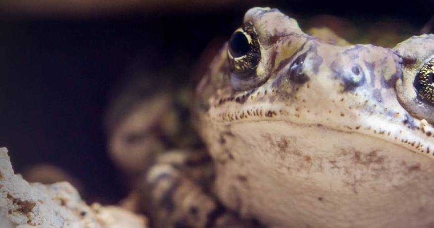 Boreal Toad