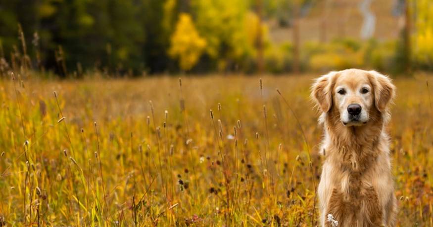 Golden Retriever