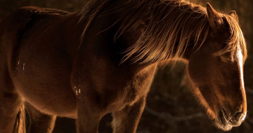 Horse