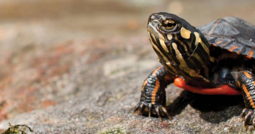 Turtle