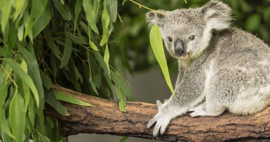 Koala