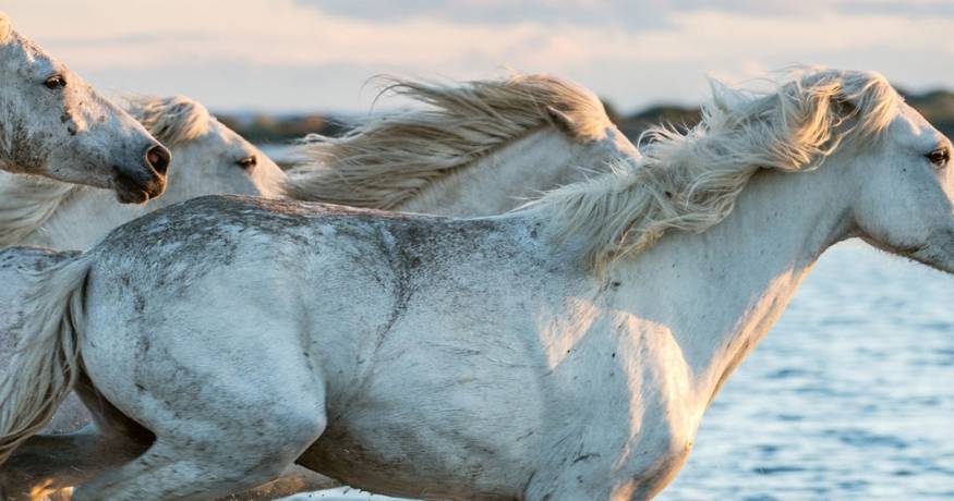Horses
