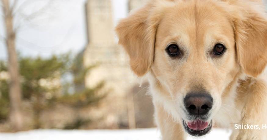 Golden Retriever