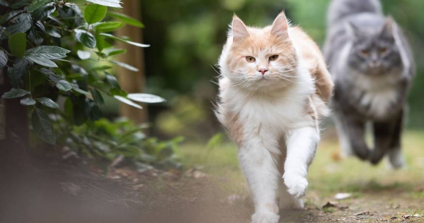 Cats