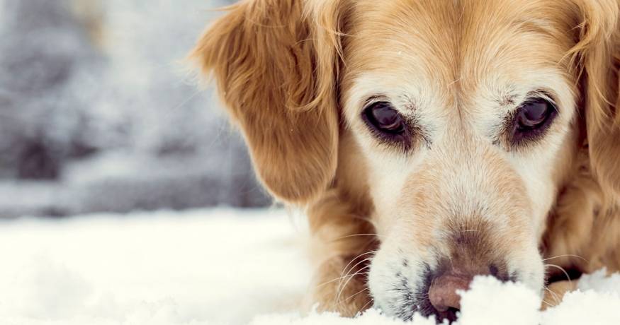 Golden Retriever