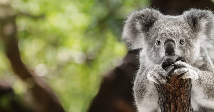 Koala