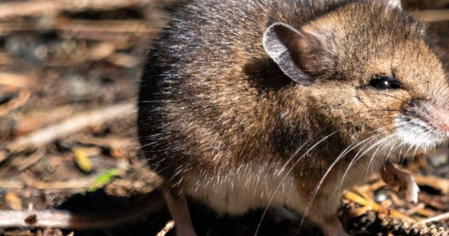 Pocket Mouse