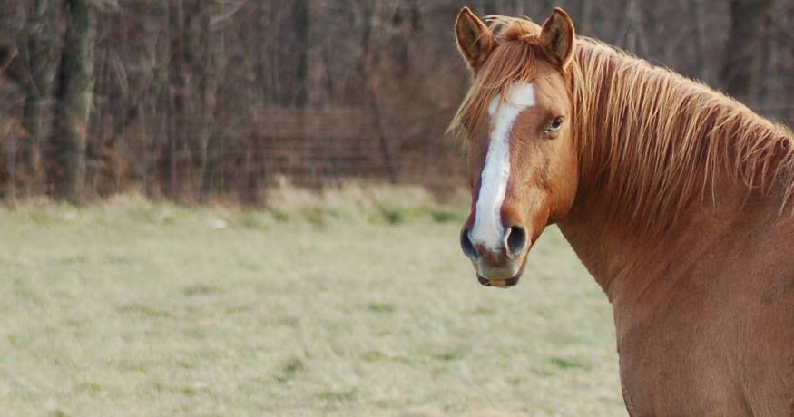 Horse