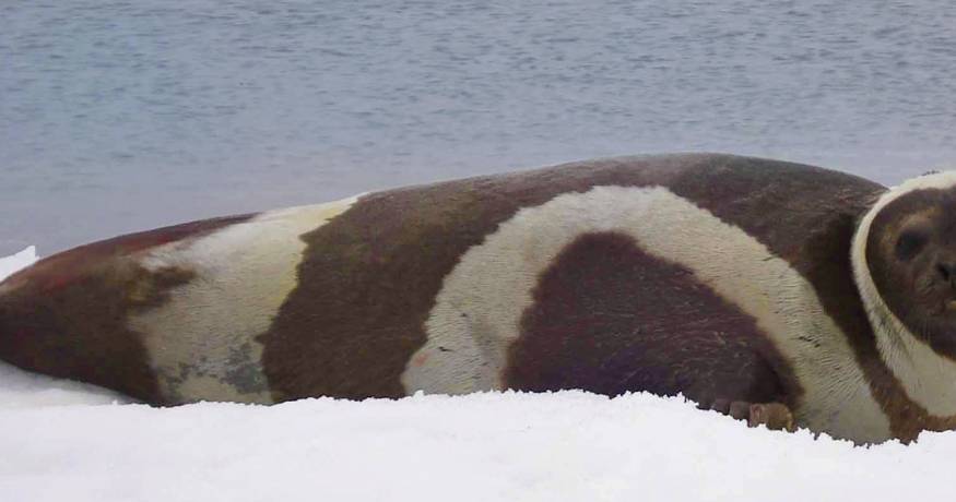 Seal