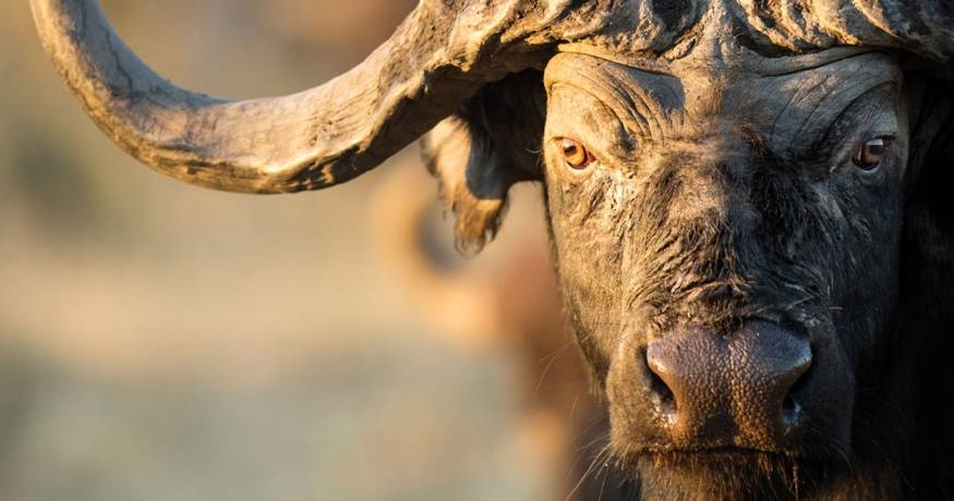 African Buffalo