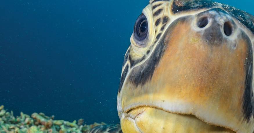 Sea Turtle