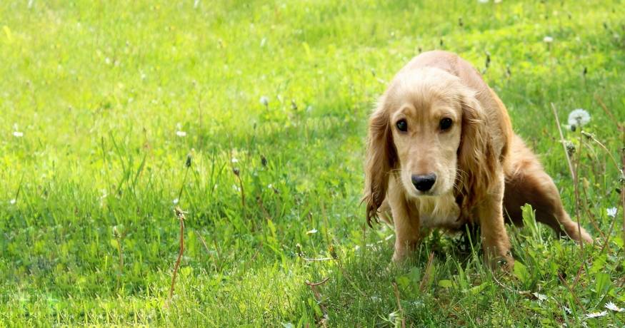 Dog