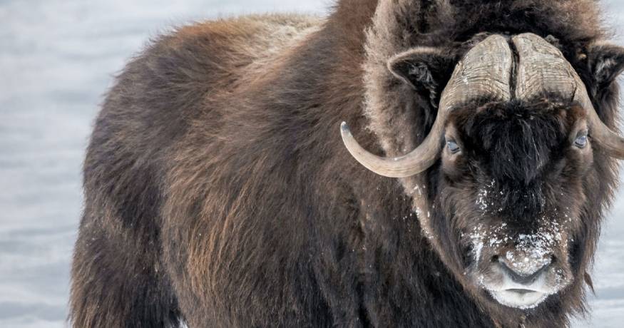 Musk Ox