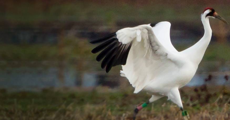 Whooping Crane