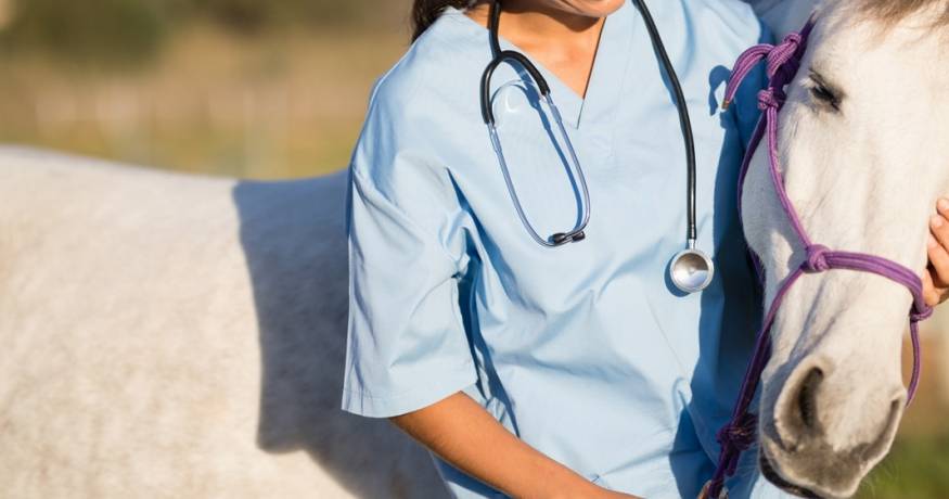 Horse and Veterinarian