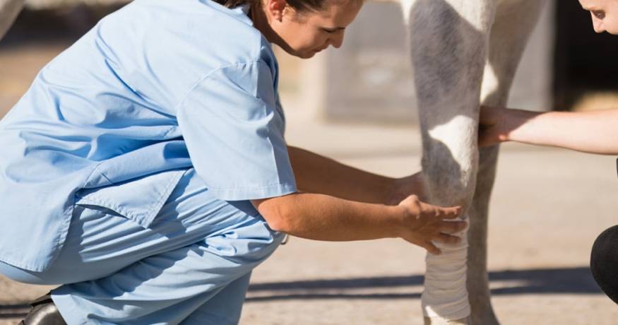 Horse and Veterinarian