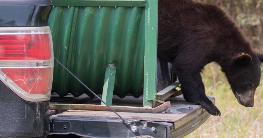 Bear with Mange Being Released