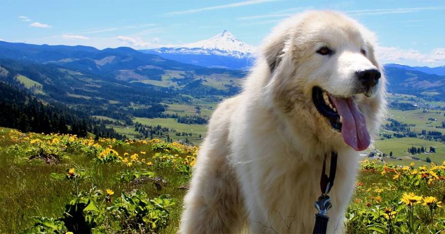 Oso