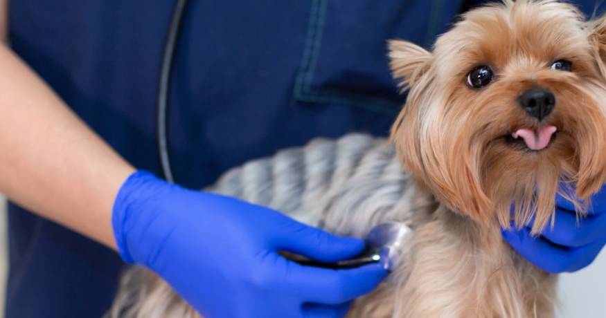 Dog with Veterinarian
